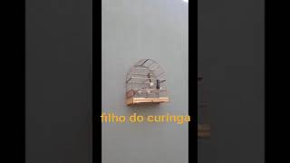 Curió Curinga Filho