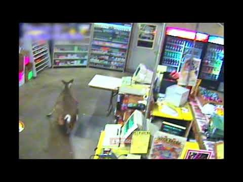 Deer In Liquor Store