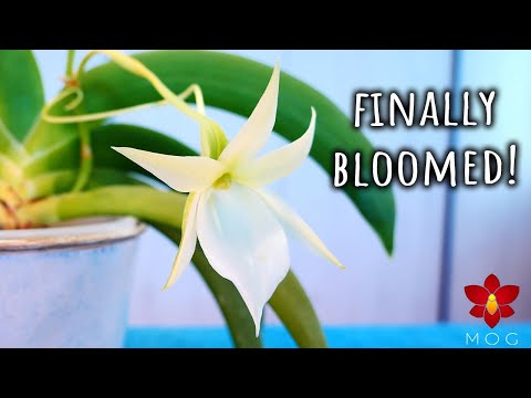 One important Orchid for history and one important Orchid for me!