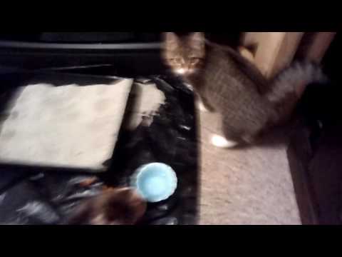 Kittens .Marissa Marquard