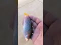 Halichoeres Catch Release Wrassefish Shortsvideo