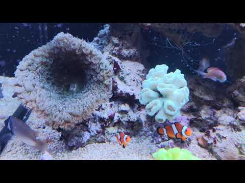 Aquael Glossy Marine Akwarium Morskie 10 miesięcy