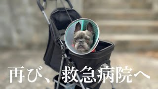 1週間で2度の手術のあと、回復したはずの愛犬が体調急変で再び救急病院へ