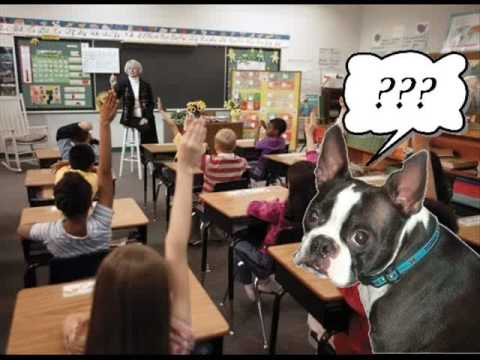 Tony the Boston Terrier goes to school