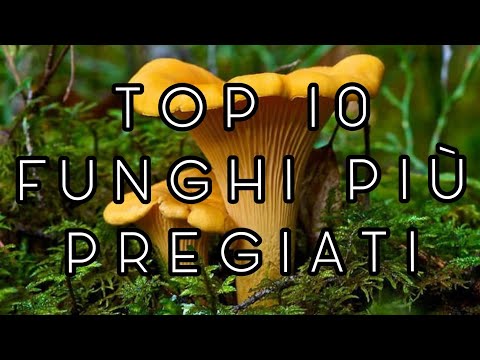 Which mushrooms should you pick? The 10 most valuable edible mushrooms in Italy.