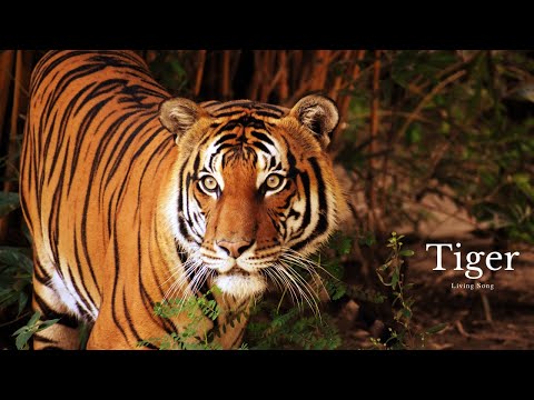 Tiger Roar - Epic Theme - Sound Effect