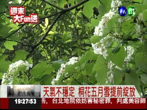 山頭五月雪! 油桐花提早綻放