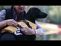 Видео о товаре Standart, спасательный жилет для собаки / EzyDog (Австралия)