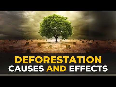 Deforestation | Causes, Effects, and Solutions | The Planet Voice