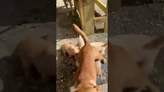 Video preview image #1 Chihuahua-Labrador Retriever Mix Puppy For Sale in Virginia Beach, VA, USA