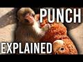 Punch Monkey EXPLAINED (Japan Zoo Monkey)