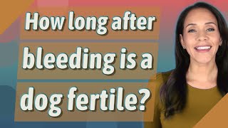 How long after bleeding is a dog fertile?