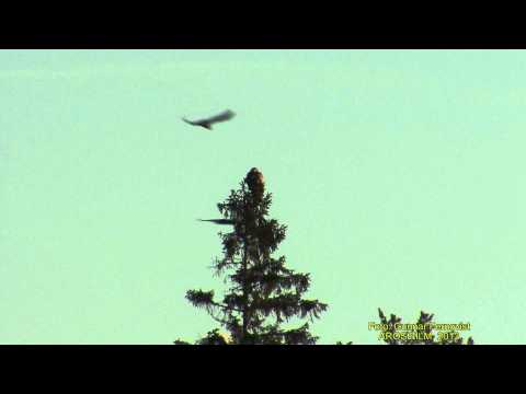 KORP  Common Raven  (Corvus corax)  Klipp - 1110