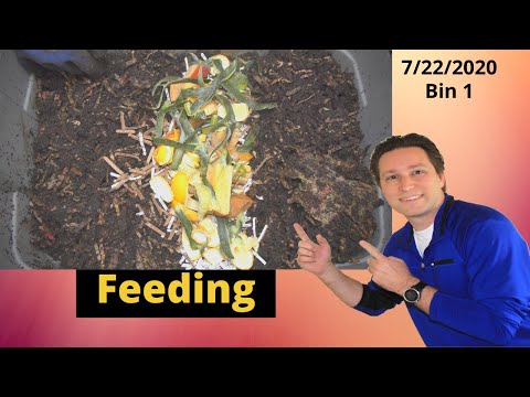 10 Gallonen Wurmbehälter 1 Füttern und Aktualisieren 22.07.2020