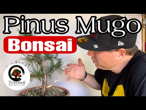 Pinus Mugo , Bergkiefer Bonsai 43/23