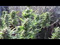 DAMIEN JR GONG MARLEY - ONE MORE  CUP OF COFFEE  AT THE BIGKUSH GARDEN  LAT 33/ LONG 117
