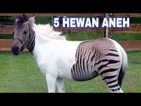 Download Zebra Kuda Kawin 3gp Mp4 Codedwap