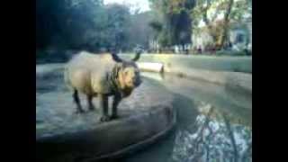 preview picture of video 'Rhinoceros, often abbreviated as rhino,Alipore Zoo,Kolkata,India'