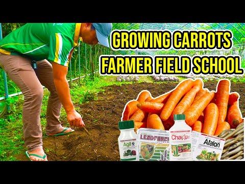 , title : 'How to GROW CARROTS in NAGCARLAN LAGUNA - Farmer Field School'