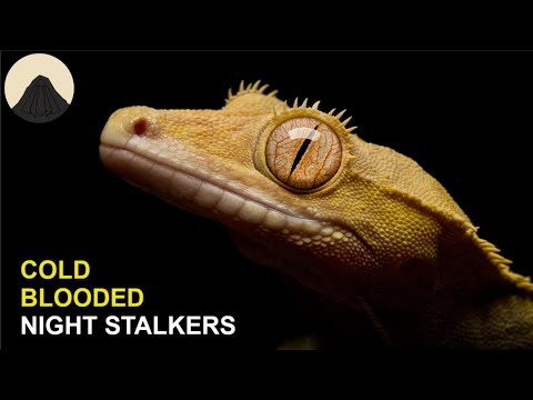 The Evolution of Geckos