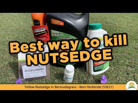 Yellow Nutsedge in Bermudagrass - Best Herbicide ☀️ (S3E21)