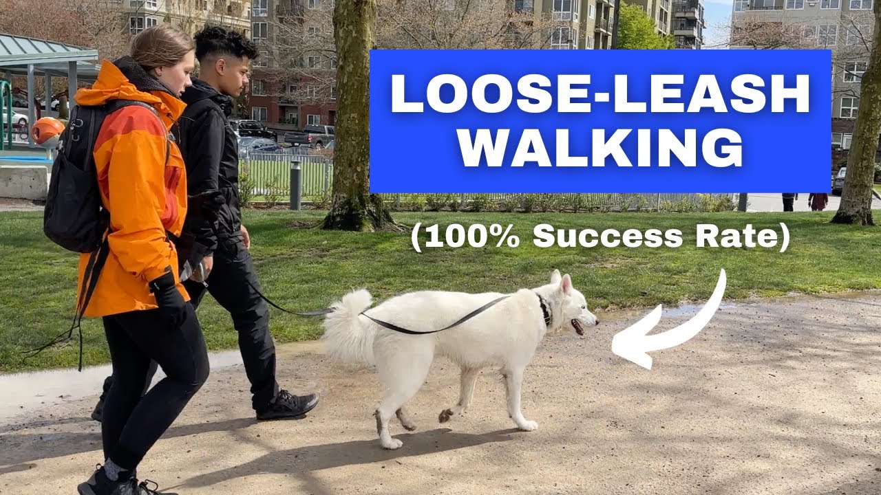Train ANY Dog to Walk on a Loose Leash (Stop Leash Pulling)