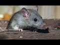 Cartoon Animals In Real Life 4