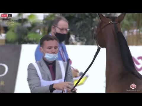 N 151 AL ALIYA AL SRAIYA   23rd Qatar National Arabian Horse Show   Yearling Fillies Class 3B