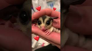 お家に来たばかりのフクロモモンガでキュン死にしそうになる....🥹#小動物 #フクロモモンガ