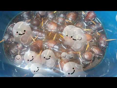 Dead Men's Fingers Bacon Wrapped Slow Cooker Brown Sugar Hotdogs