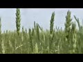 Кукуруза - фото 1