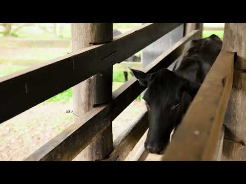 82 Hunts Crossing Road, Moorland, QLD 4670, 4 Kuwarto, 2 Banyo, Lifestyle Property