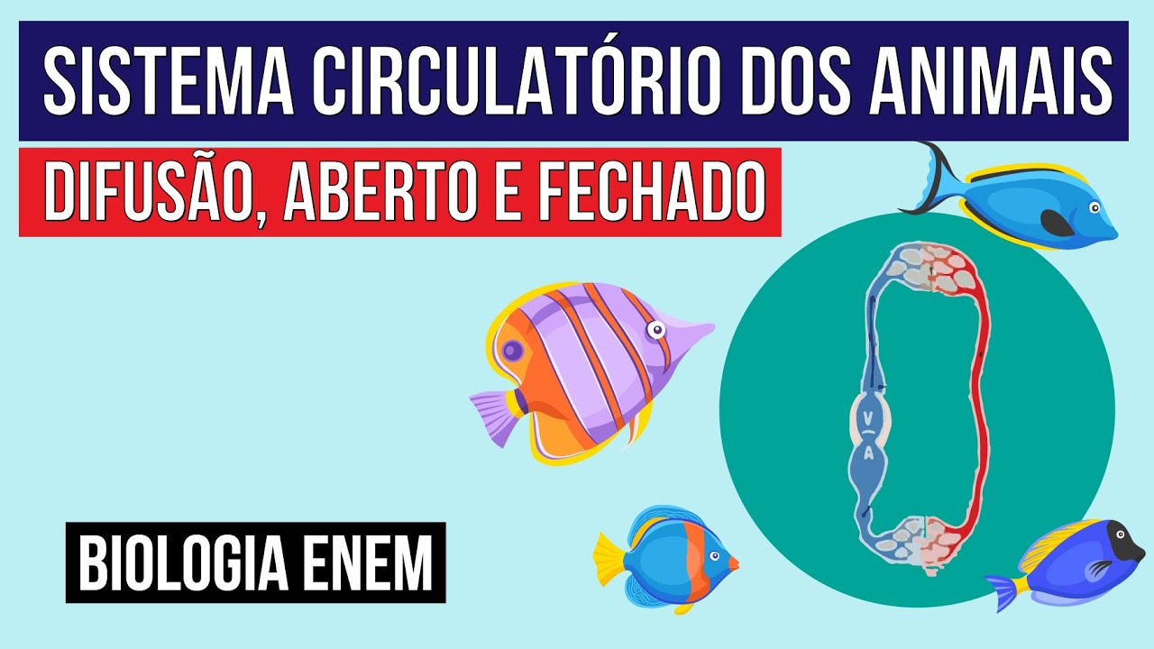 SISTEMA CIRCULATÓRIO DOS ANIMAIS: difusão, aberto e fechado | Biologia para o Enem | Cláudia Aguiar