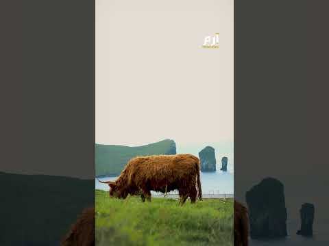 متسلقة جبال اسكتلندية تصارع الأبقار وتنجو بمعجزة 