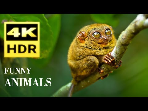 Funny Animals 4K HDR - The Most Beautiful Animals With Relaxing Music | Wildlife Film - 2023