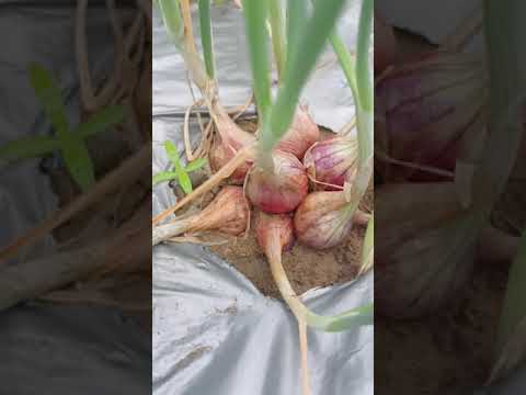 , title : 'Beautiful onion plants'