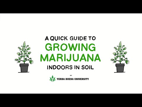 3. Vegetative Stage - An Illustrated Guide to Growing Marijuana Indoors in Soil