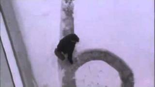 Janitor's Revenge: How to annoy people when it snows.