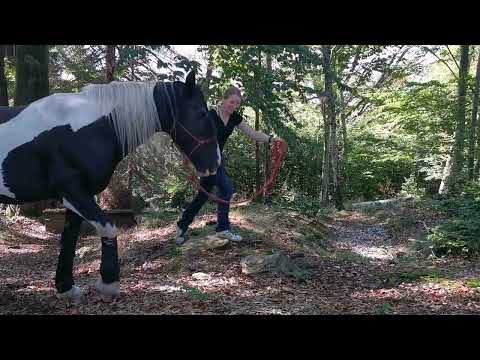 Erzgebirgs X Trail, Extremtrail, Extrem Trail, weitere Hindernisse