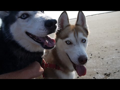 August Beach Run with Mishka & Laika!