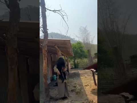 ปอปจับลูกหมาเพื่อหวังจะ…ต้องรีบช่วยด่วน#ปอป #ช่วยเหลือน้องหมา #สิ่งลี้ลับ