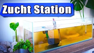 Setting up a breeding tank in the office – Angelfish breeding step 1 | Aqua Update