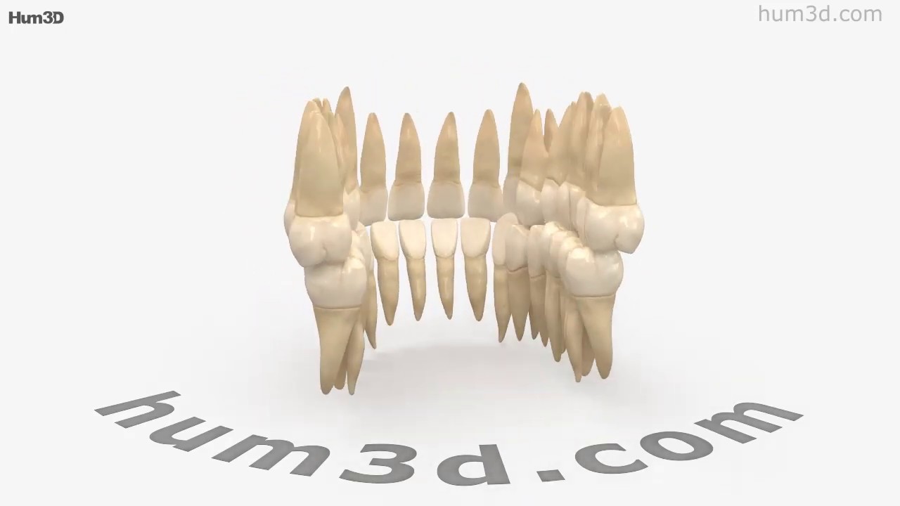 Human Teeth 3D model by 3DModels.org