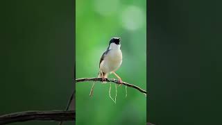 Download lagu Ini mah kalo ditempat mimin ciblek tebu namanya #shorts #birds #kicaumania #burung mp3