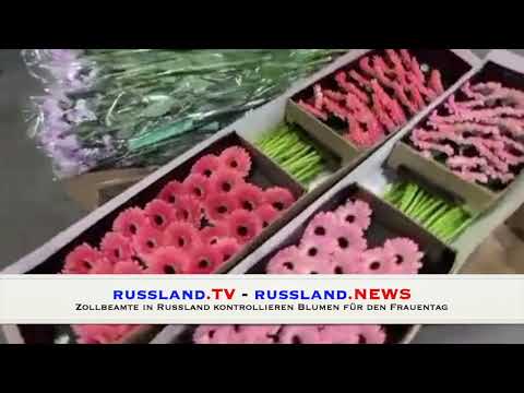 Zollbeamte in Russland kontrollieren Blumen für den Frauentag