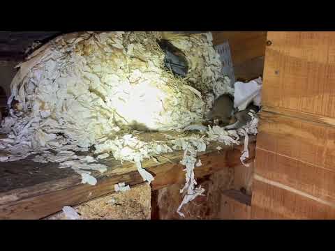 Squirrels Nesting in the Shed in Hopewell, NJ