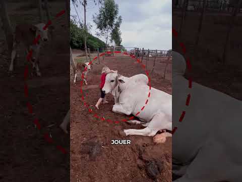 Ce Petit Garçon a une Amitié Incroyable avec sa Vache ! 🐮❤️