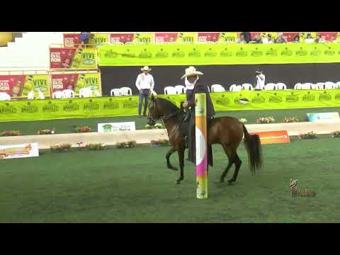 DOBLE ESENCIA DE SAIN, CAMPEÓN JOVEN PASO FINO COLOMBIANO  NEIRA CALDAS GRADO B 2025