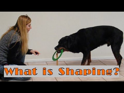 Shaping in Dog Training: What is Shaping Part 1