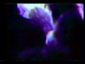 The Germs - No God (live) 